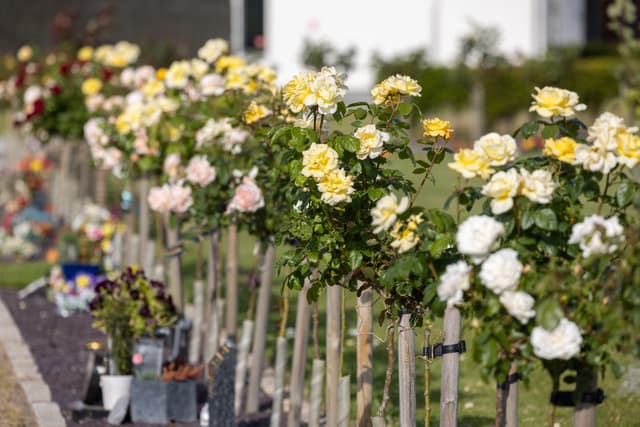 A decorative bouquet of flowers